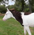 Superbe poulain paint horse PP black splash homozygote