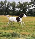 Superbe poulain paint horse PP black splash homozygote