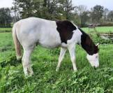 Superbe poulain paint horse PP black splash homozygote