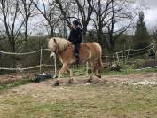 Haflinger PP hongre 7ans