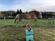 Haflinger PP hongre 7ans