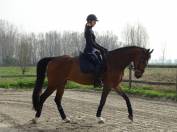 Selle Français, 11 ans, dressage amateur 