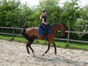 Selle Français, 11 ans, dressage amateur 