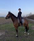 Selle Français, 11 ans, dressage amateur 