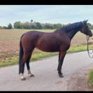 ponette pfs 5 ans