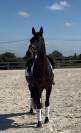 Cheval dressage 4ans 