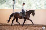 Cheval dressage 4ans 