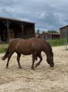 Top poney à vendre 