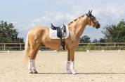 Magnifique Jument Palomino Dressage