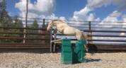 Poney de sport Connemara 