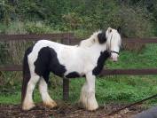 ponette irish cob