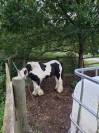 ponette irish cob