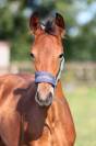 Poulinière dressage seule ou suitée 