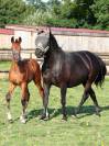 Poulinière dressage seule ou suitée 