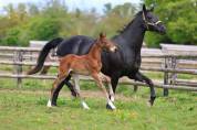 Poulinière dressage seule ou suitée 