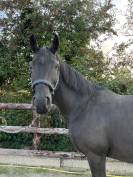 Poulinière dressage seule ou suitée 