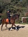 Hongre Bai KWPN label dressage 9 ans 