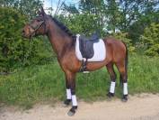 Hongre Bai KWPN label dressage 9 ans 