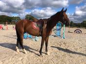 Lot de 5 chevaux de 3 ans 