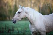 Jument Pure Race Espagnole Palomino