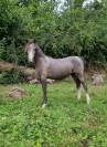 Poney 2022 welsh par bred 