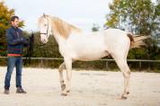 Poulain Pure Race Espagnole Cr/Prl 2,5 ans