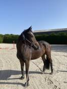 Jument de Dressage 5 ans 