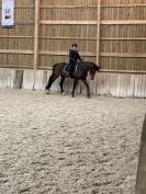 Jument de Dressage 5 ans 