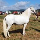 Hongre Camargue 12 ans