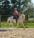 Hongre Camargue 12 ans