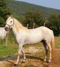 Jeune Hongre Camargue