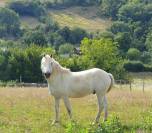 Jeune Hongre Camargue