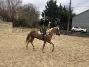 Hongre 6 ans pure race espagnole 