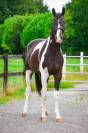 Magnifique hongre de 4 ans KWPN 