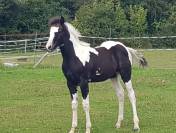 Poulain Paint Horse double homozygote black tobiano 