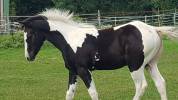 Poulain Paint Horse double homozygote black tobiano 