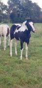 Poulain Paint Horse double homozygote black tobiano 