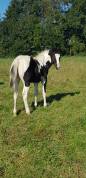 Poulain Paint Horse double homozygote black tobiano 