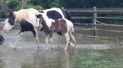 Poulain Paint Horse double homozygote black tobiano 