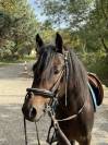 Poney C de 4 ans