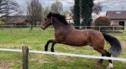 Cavalier Major vend son cheval