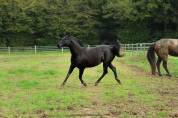 Ponette PFS de 3 ans 