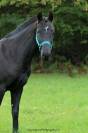 Ponette PFS de 3 ans 