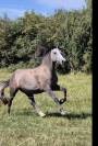 Welsh cob 4 ans en 2025