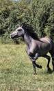 Welsh cob 4 ans en 2025