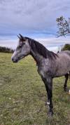 Welsh cob 4 ans en 2025