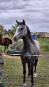 Welsh cob 4 ans en 2025