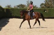 Cheval de dressage