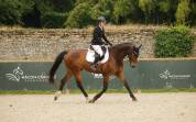 Cheval de dressage