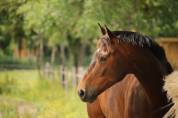 Cheval de dressage